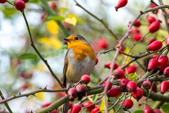 Cute European robin bird perched on a thorny rosehip branch with red berries in autumn