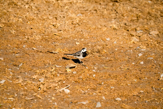 Close-up of a White Wagtail (Motacilla alba alba) hunting for insects