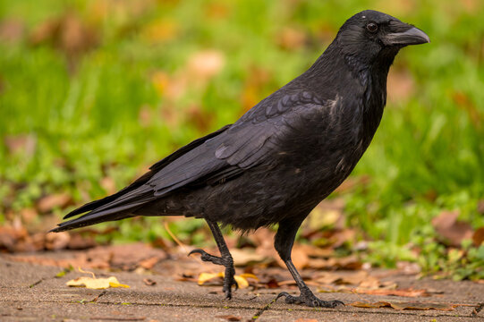 Wild black crow walking on a stone pavement covered with fallen autumn leaves