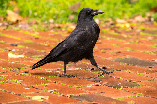 Wild black crow walking on a red brick pavement with autumn leaves