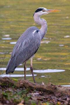 Majestic wild grey heron standing on the bank of a calm pond with a blurred natural water background