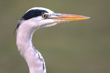 Close up profile portrait of a wild grey heron head with a blurred green natural background © mathias.elle