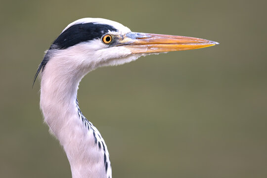Close up profile portrait of a wild grey heron head with a blurred green natural background