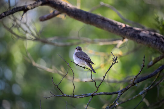 Close-up of a Spotted Flycatcher (Muscicapa Striata)