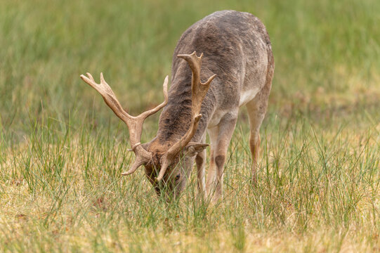 Wild male fallow deer with large antlers grazing in a green grass meadow