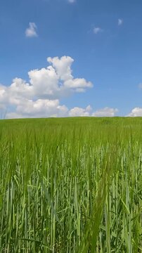 wheat field and blue sky. mountain landscape with blue sky. green field of rye against the blue sky. landscape of hills against the background of the sky with fluffy white clouds. Ukrainian landscape