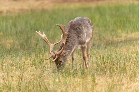 Majestic wild fallow deer buck with large antlers grazing peacefully in a green summer meadow