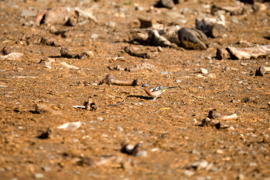 Close-up of a Eurasian Chaffinch (Fringilla coelebs)