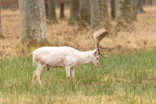 Rare white fallow deer buck with large antlers standing in a grassy woodland meadow