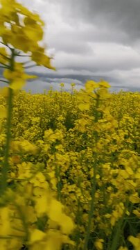 clouds over the field. field of yellow flowers. rapeseed field in spring. rapeseed field under blue cloudy sky. stormy sky over yellow rapeseed field. Ukrainian landscape 4K