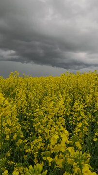 clouds over the field. field of yellow flowers. rapeseed field in spring. rapeseed field under blue cloudy sky. stormy sky over yellow rapeseed field. Ukrainian landscape 4K