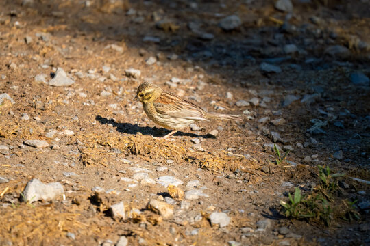 Close-up of a Cirl Bunting (Emberiza Cirlus)
