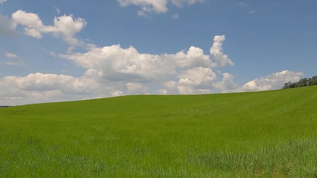 mountain landscape with blue sky. green field of rye against the blue sky. landscape of hills against the background of the sky with fluffy white clouds. Ukrainian landscape 4K