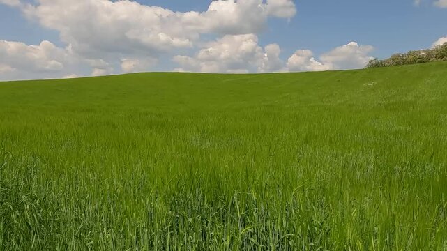 mountain landscape with blue sky. green field of rye against the blue sky. landscape of hills against the background of the sky with fluffy white clouds. Ukrainian landscape 4K