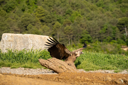 Close-up of Griffon vulture (Eurasion griffon, Gyps fulvus) 