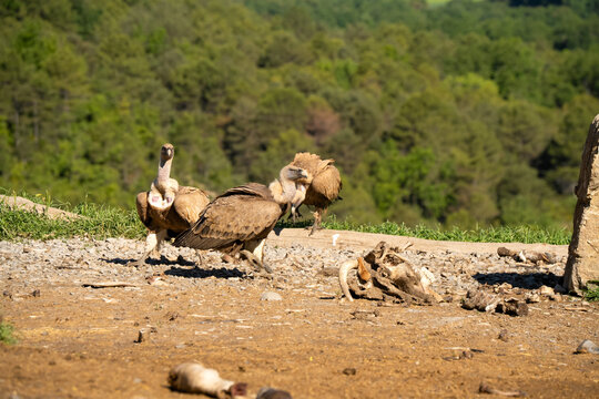 Close-up of Griffon vulture (Eurasion griffon, Gyps fulvus) 