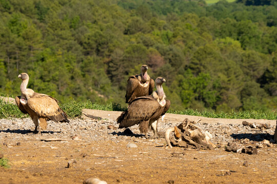Close-up of Griffon vulture (Eurasion griffon, Gyps fulvus) 