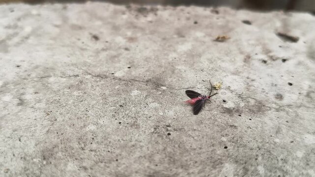 Drosicha corpulenta Insect. It&nbsp;is a species of giant&nbsp;scale insect&nbsp;in the&nbsp;family&nbsp;Monophlebidae, in the superfamily&nbsp;Coccoidea. It feeds on a range of trees, shrubs and non-woody plants.