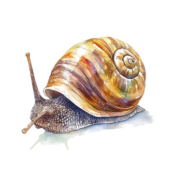 watercolor of Mitraillette illustration, isolated on a white background.