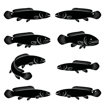 Black and white silhouette vector set of Bowfin.