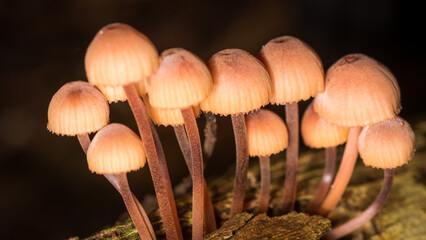 Close up of Galerina fungi, a small brown mushroom which is a species of fungus belonging in the family Cortinariaceae.  It occurs throughout much of the world © Nathan McClunie