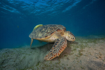 Obraz premium green sea turtle (Chelonia mydas), also known as the green turtle, black sea turtle, and Pacific green turtle