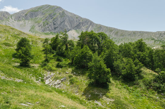 Parco Nazionale d'Abruzzo. Faggeta vetusta