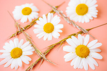 Obraz premium White daisies with bright yellow centers are arranged among pale grass stalks against a bright sky blue background. Soft focus and colorful contrast create a fresh floral arrangement.