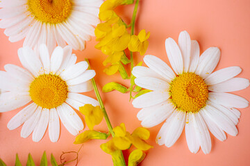 Fototapeta premium White daisies, yellow wildflowers and small purple flowers arranged on a soft peach background.
