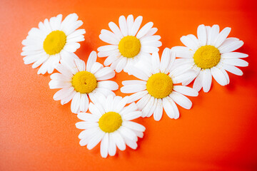 Obraz premium Six white daisies with yellow centers in the shape of a heart, arranged on a bright orange surface.