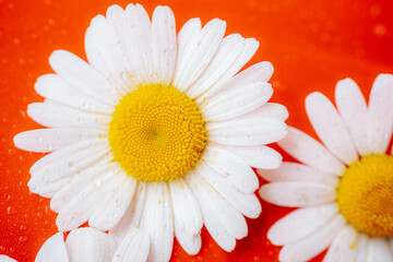 Fototapeta premium An extreme close-up of a white daisy with a bright yellow center on a red-orange background. The soft focus creates a vivid macro image of the flower.
