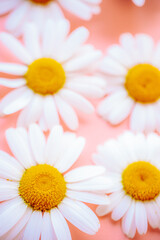 Obraz premium White daisies with yellow centers on a pink surface, photographed in soft focus with a dreamy floral mood.