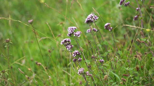 Wild Origanum vulgare, commonly known as wild marjoram or oregano waving in the wind