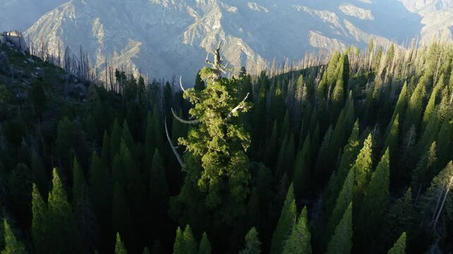 Drone circling large sequoia tree near sunset in national forest near Sequoia and Kings Canyon National Parks.