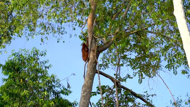 Heartwarming footage of a baby orangutan clinging high up in the jungle canopy along the Kinabatangan River &mdash; one of the most precious and rare wildlife moments you can witness in Borneo, Sabah, Malay