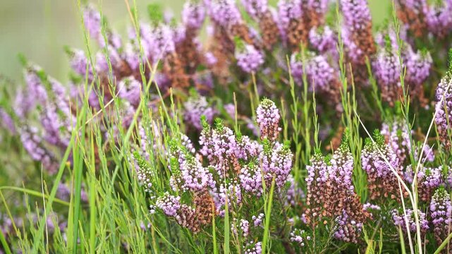 Flowers of Erica vagans, the Cornish heath or wandering heath