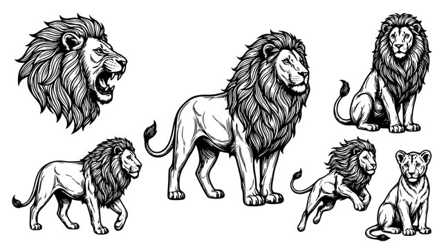 Hand drawn vintage lion sketch set with roaring head and majestic full body posture vector illustrations