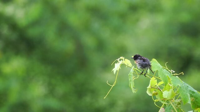 A juvenile male European stonechat (Saxicola rubicola) sitting on a twig and inspecting its surroundings