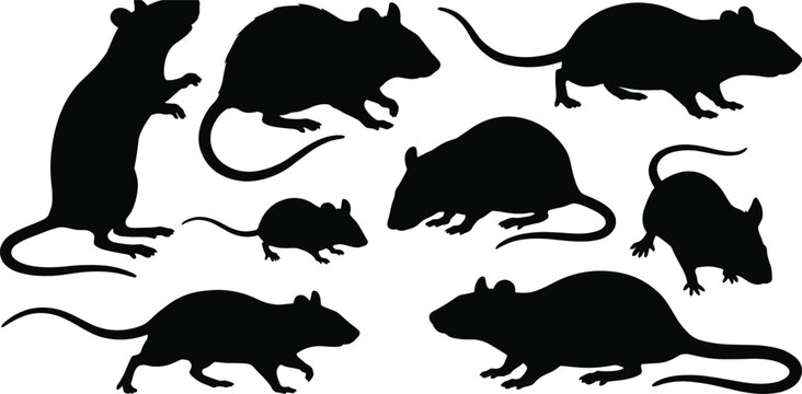 Black rat and mouse silhouettes set collection featuring various rodents standing running and crawling on a white background