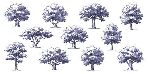 Fototapeta premium Set of hand drawn sketch oak trees with purple leaves for forest nature design and botanical illustration art