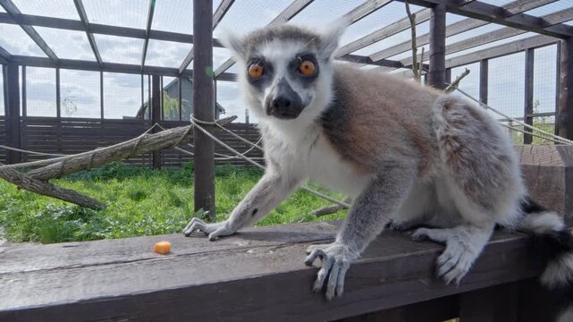 Ring-tailed lemur (Lemur catta) eating and chewing food from the wooden fence inside a farm zoo enclosure, showing natural feeding behavior in an animal tourism habitat.