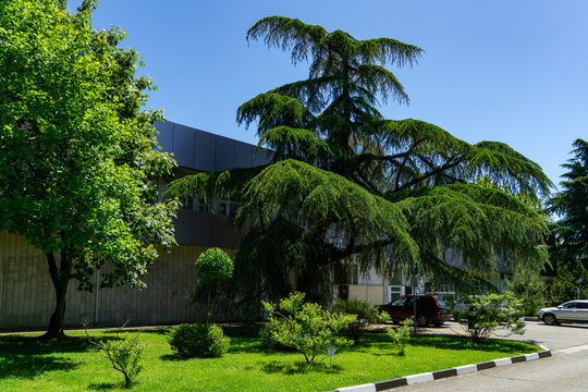Landscape featuring sprawling Himalayan cedar (Cedrus Deodara, Deodar) in Adler resort city near Sochi. Well-maintained lawn and greenery create peaceful atmosphere. Sochi, Russia - May 22, 2025