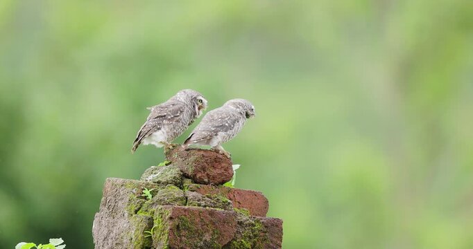 Pair of spotted owlets call from stacked bricks as drizzle and wind ruffle their feathers slowly