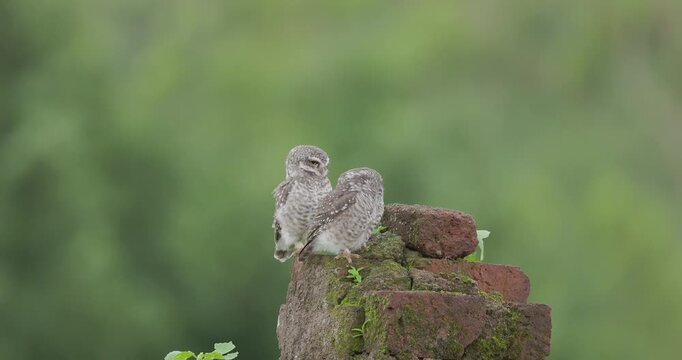 Pair of Spotted Owlets on a roof as one climbs up; slow motion monsoon social interaction.