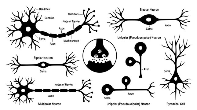 Nerve cell types diagram collection showing multipolar bipolar unipolar neurons anatomy and synaptic transmission vector illustration