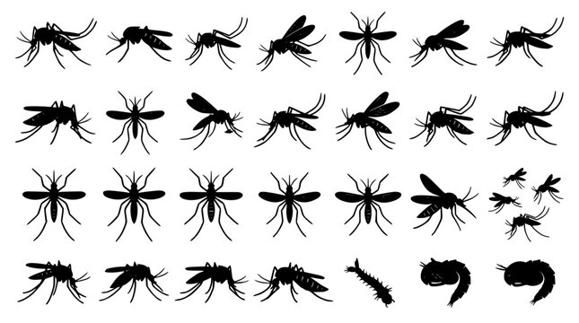 Mosquito silhouette life cycle collection featuring flying insect pests malaria warning signs and larvae stages vector bundle