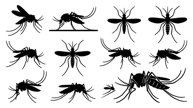 Mosquito silhouette collection featuring flying insect pests malaria danger signs dengue virus control black vector design bundle