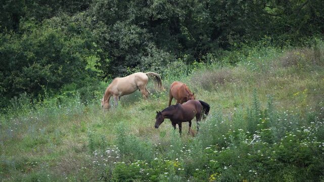 Three horses grazing on a flower-rich grassland on the slope of a hill.