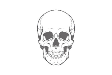 Obraz premium Detailed human skull illustration in black and white vector format