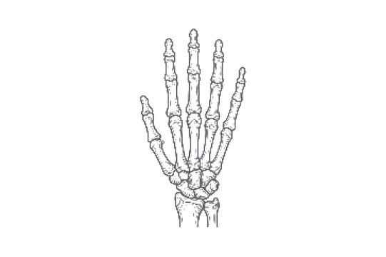 Human hand bones anatomy illustration